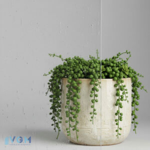 Seedy | Antique Mirror